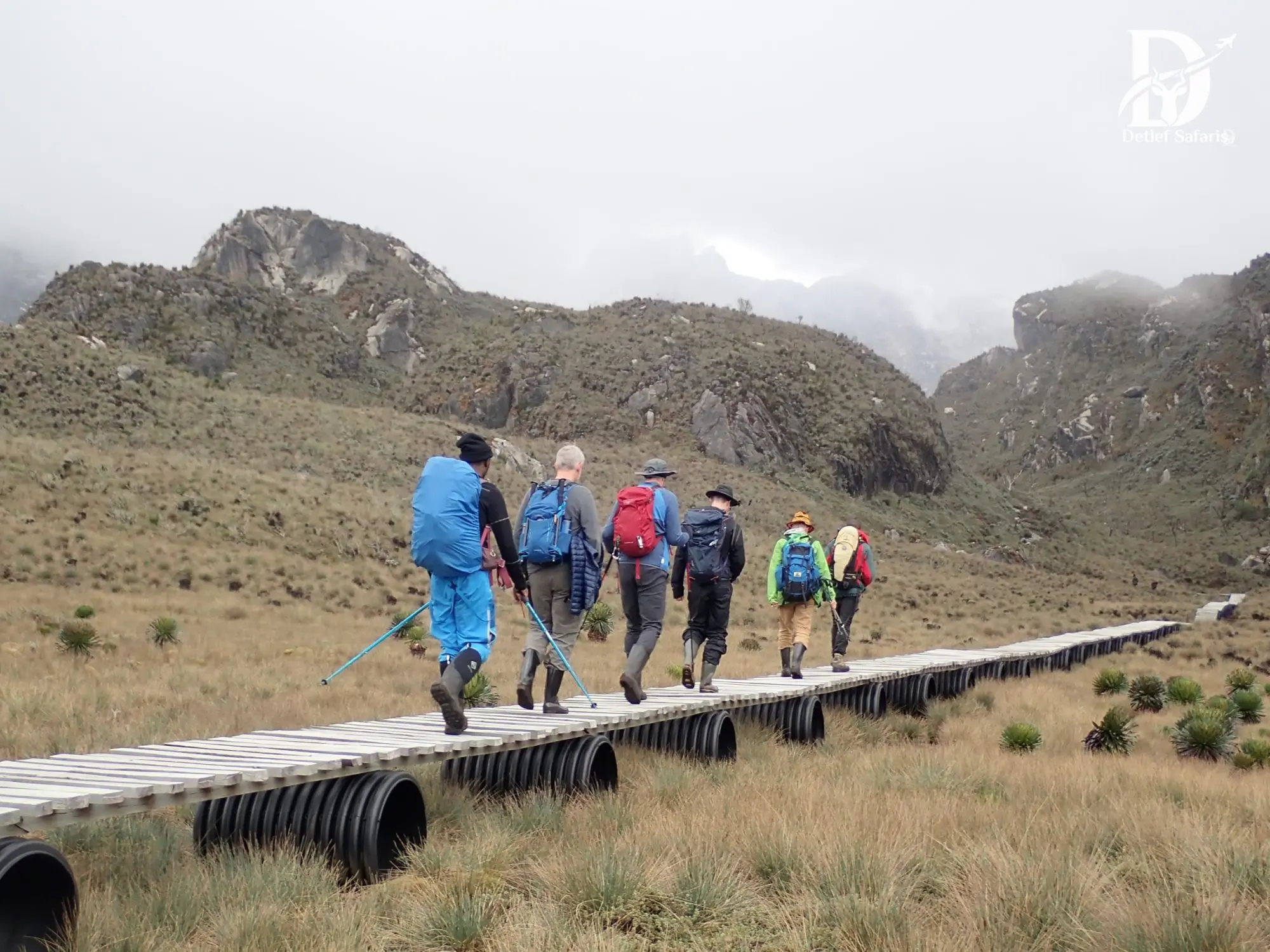 Trekkers crossing a boardwalk through Rwenzori's moorland