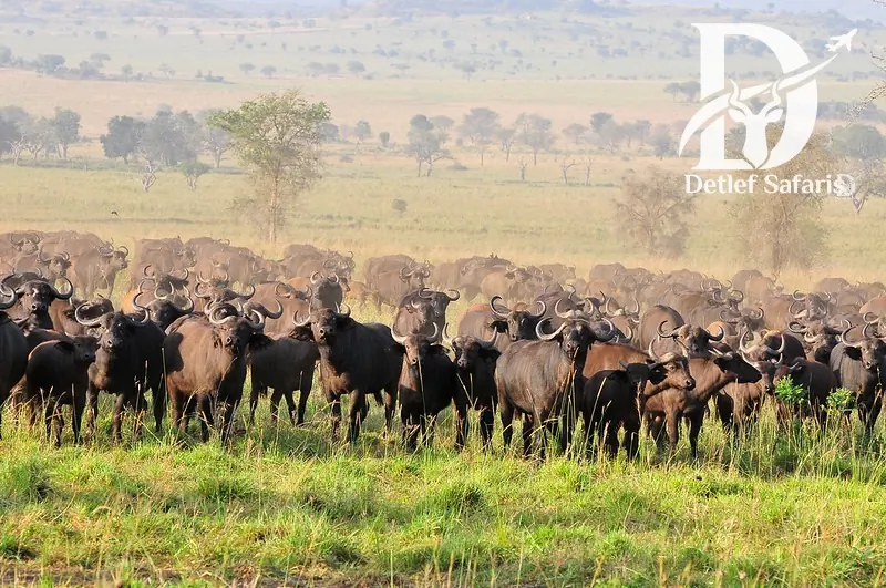 Herd of buffalo on the plains of Kidepo Valley National Park