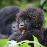 Volcanoes National Park, Rwanda