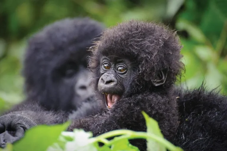 Volcanoes National Park, Rwanda
