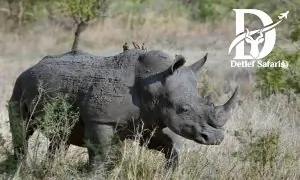 Rhino tracking at Ziwa Rhino Sanctuary, Uganda