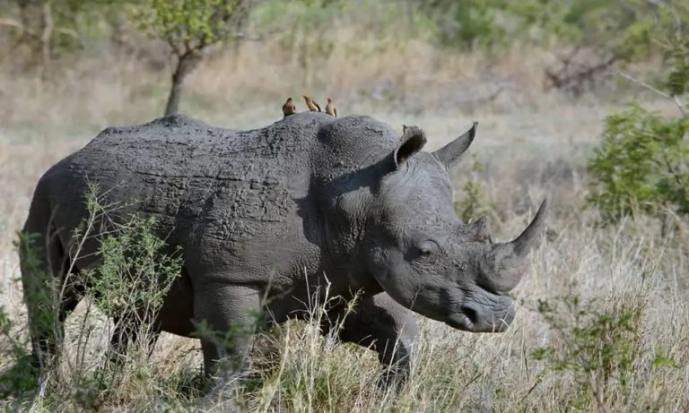 Rhino tracking at Ziwa Rhino Sanctuary, Uganda