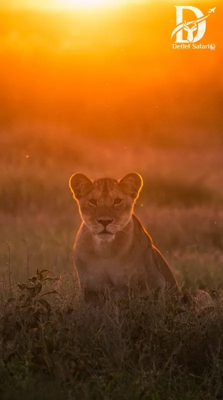 Serengeti National Park Tanzania