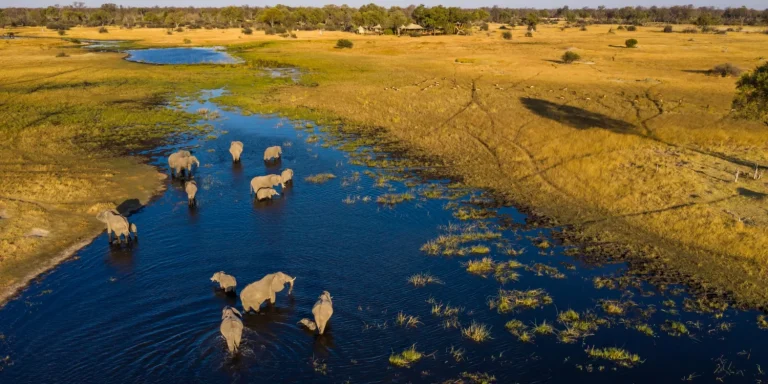 Uganda & Kenya Safari: Which Country Is Better?