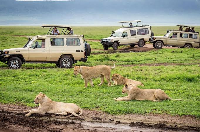 Uganda & Kenya Safari: Which Country Is Better?