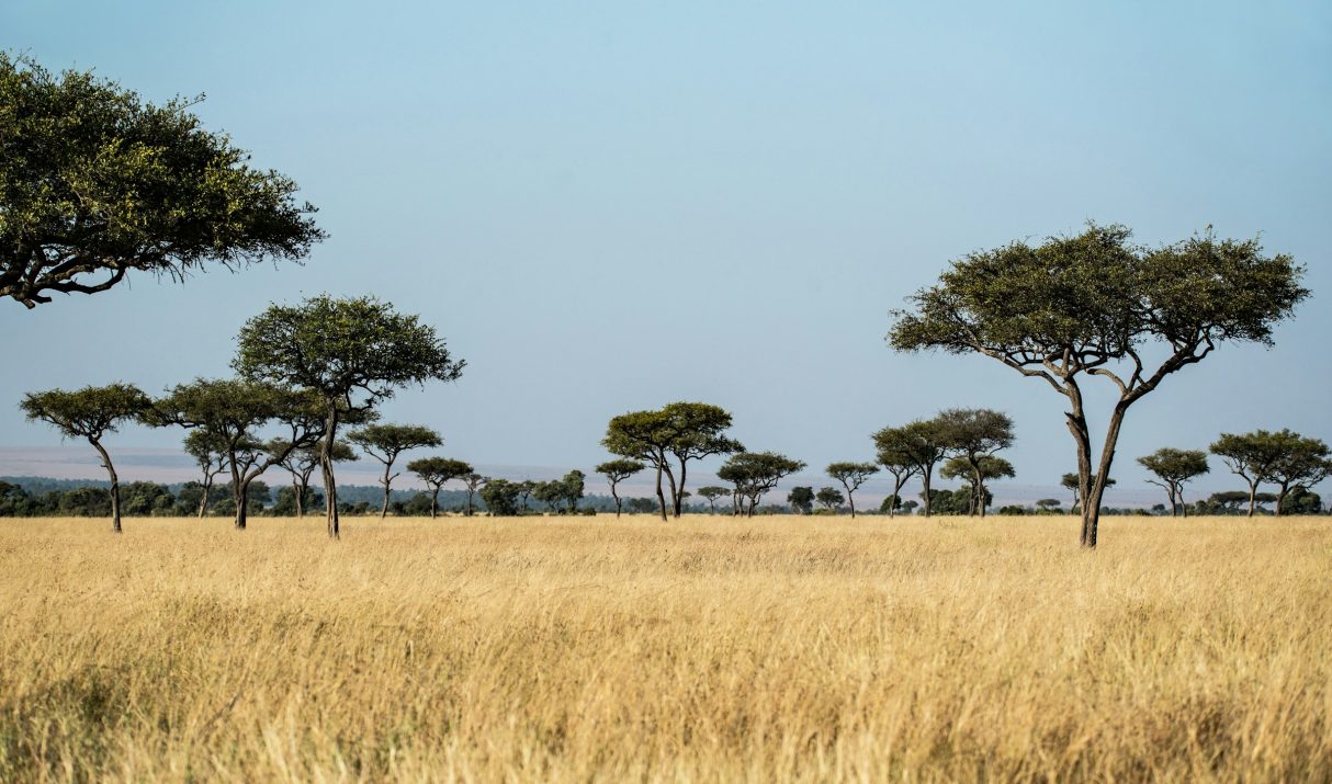 Uganda & Kenya Safari: Which Country Is Better?