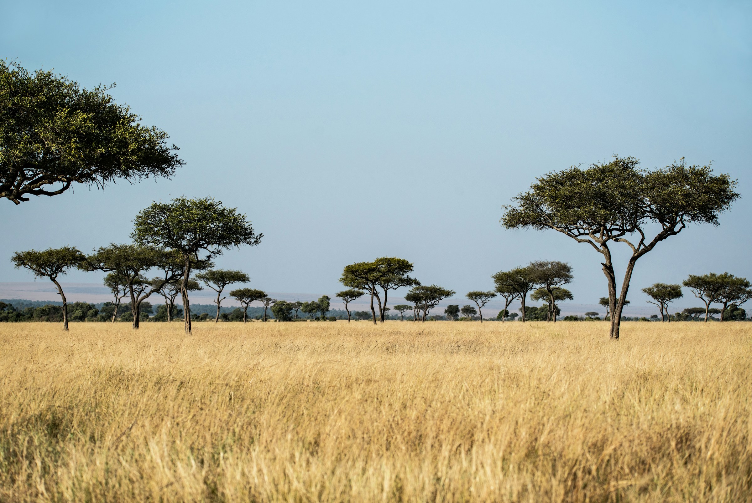 Flat-topped acacia trees on golden grassland under a clear blue sky in the Masai Mara, Kenya