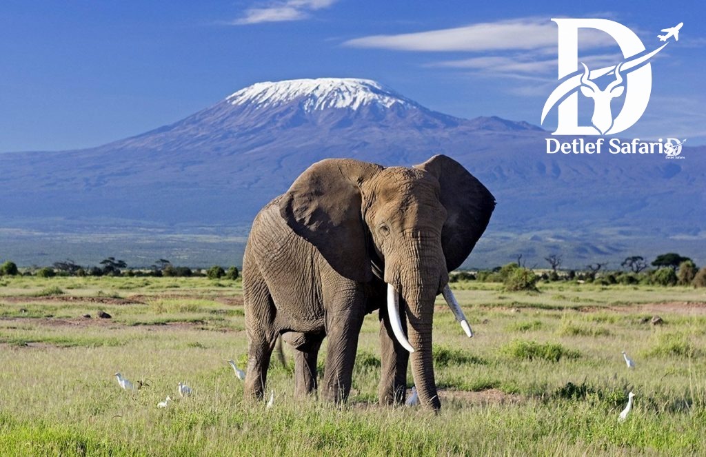 Elephant with Mount Kilimanjaro backdrop, Amboseli National Park, Kenya