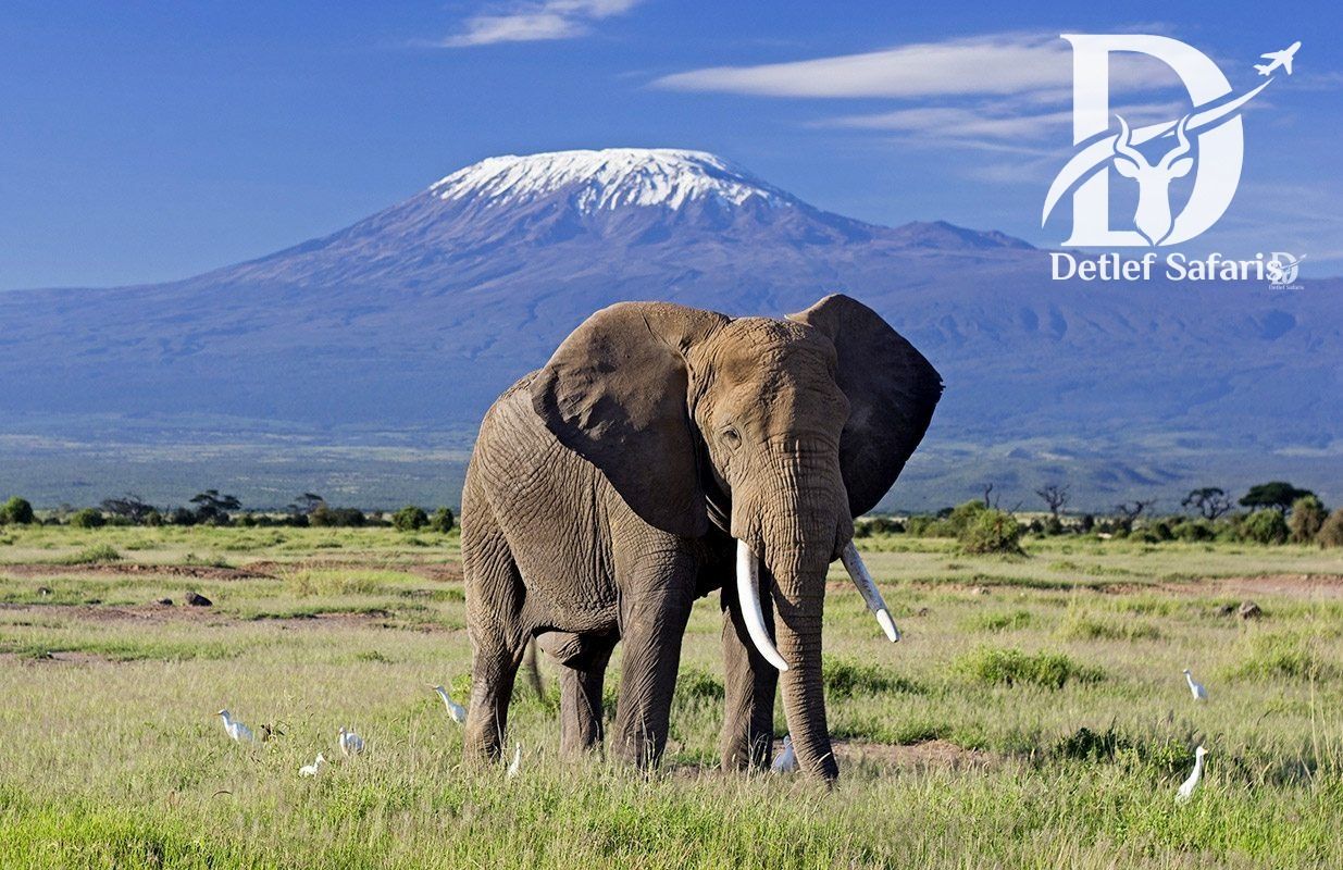 Elephant with Mount Kilimanjaro in the background, Amboseli National Park