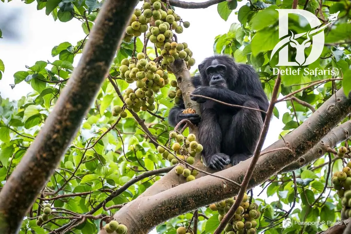 Chimpanzee Tracking in Kibale Forest