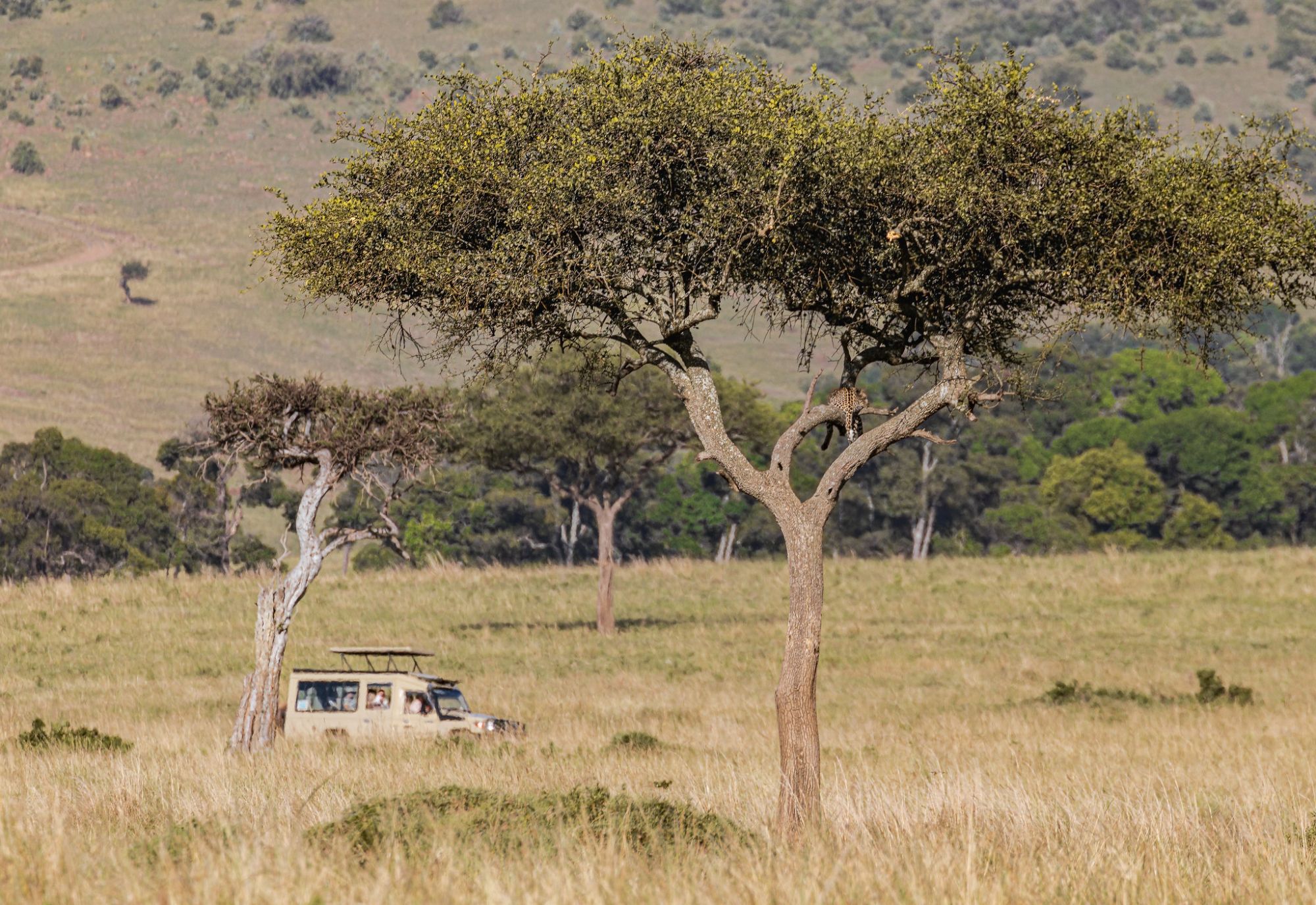 Safari vehicle beneath an acacia tree with a leopard resting in the branches, Serengeti National Park