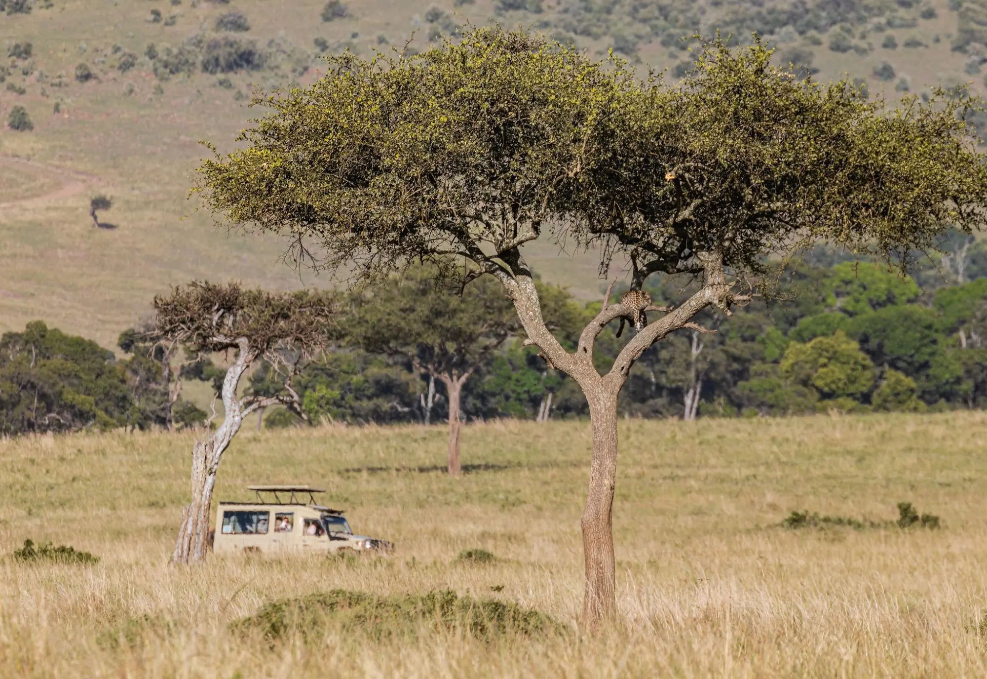 Safari vehicle beneath an acacia tree with a leopard resting in the branches, Serengeti National Park