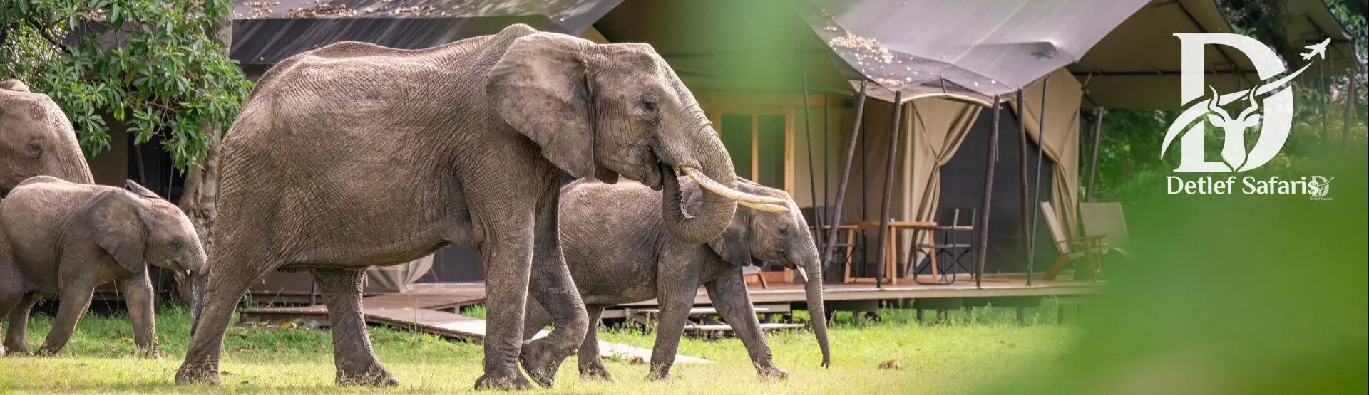 Governors' Camp tents on the banks of the Mara River, Maasai Mara, Kenya