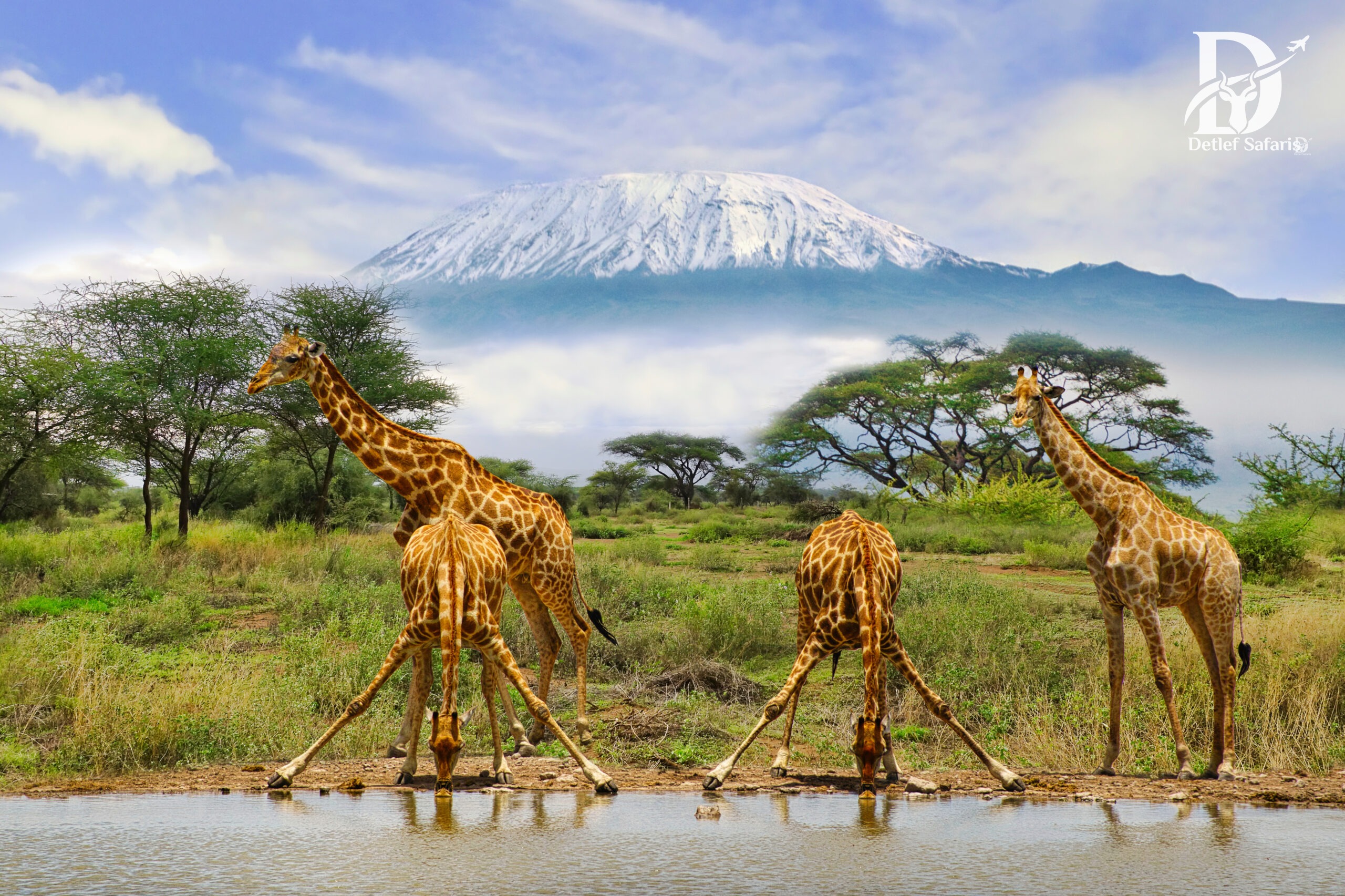 Kenya Safaris
