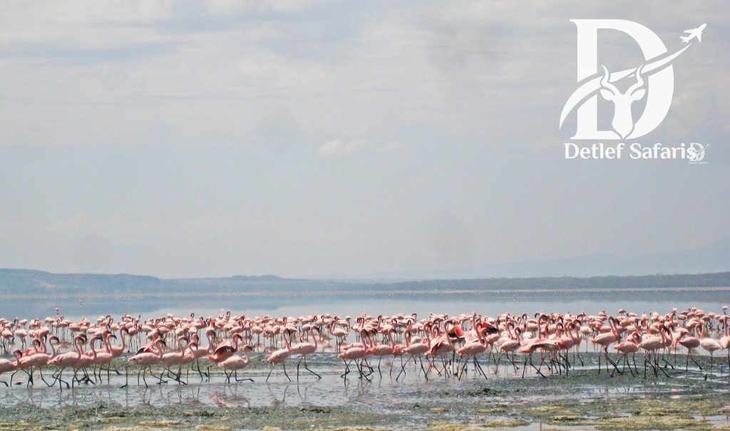 Lake Nakuru National Park, Kenya