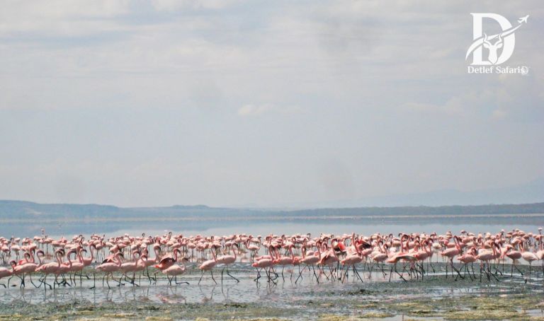 Lake Nakuru