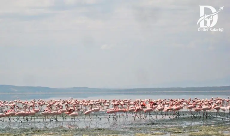 Lake Nakuru