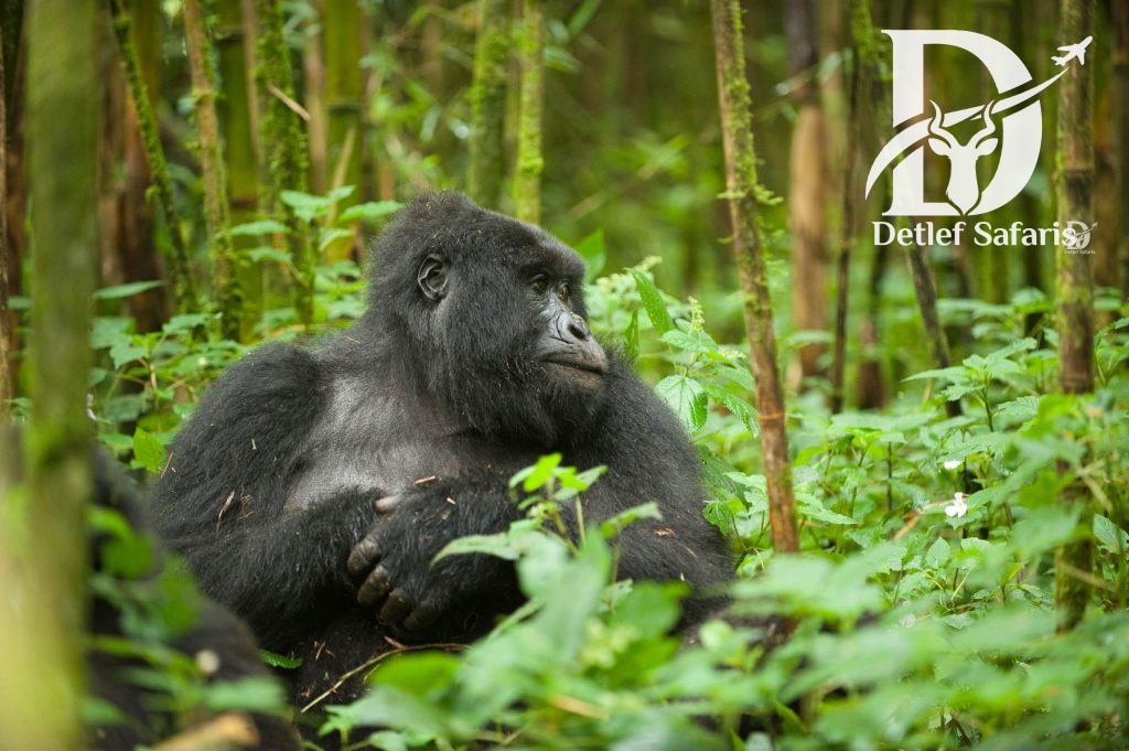 Gorilla Trekking