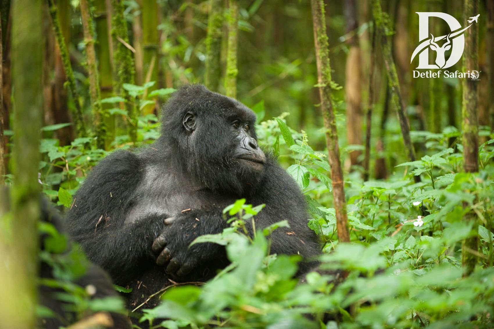 Mountain Gorilla Trekking in Bwindi Impenetrable Forest