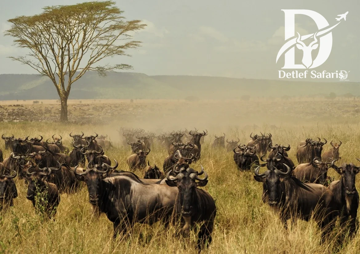 Great Migration river crossing in the Serengeti, Tanzania