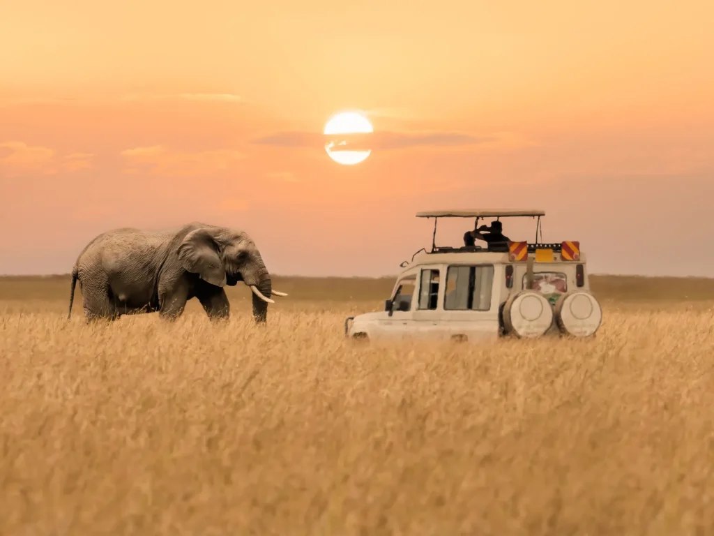Kenya Safari