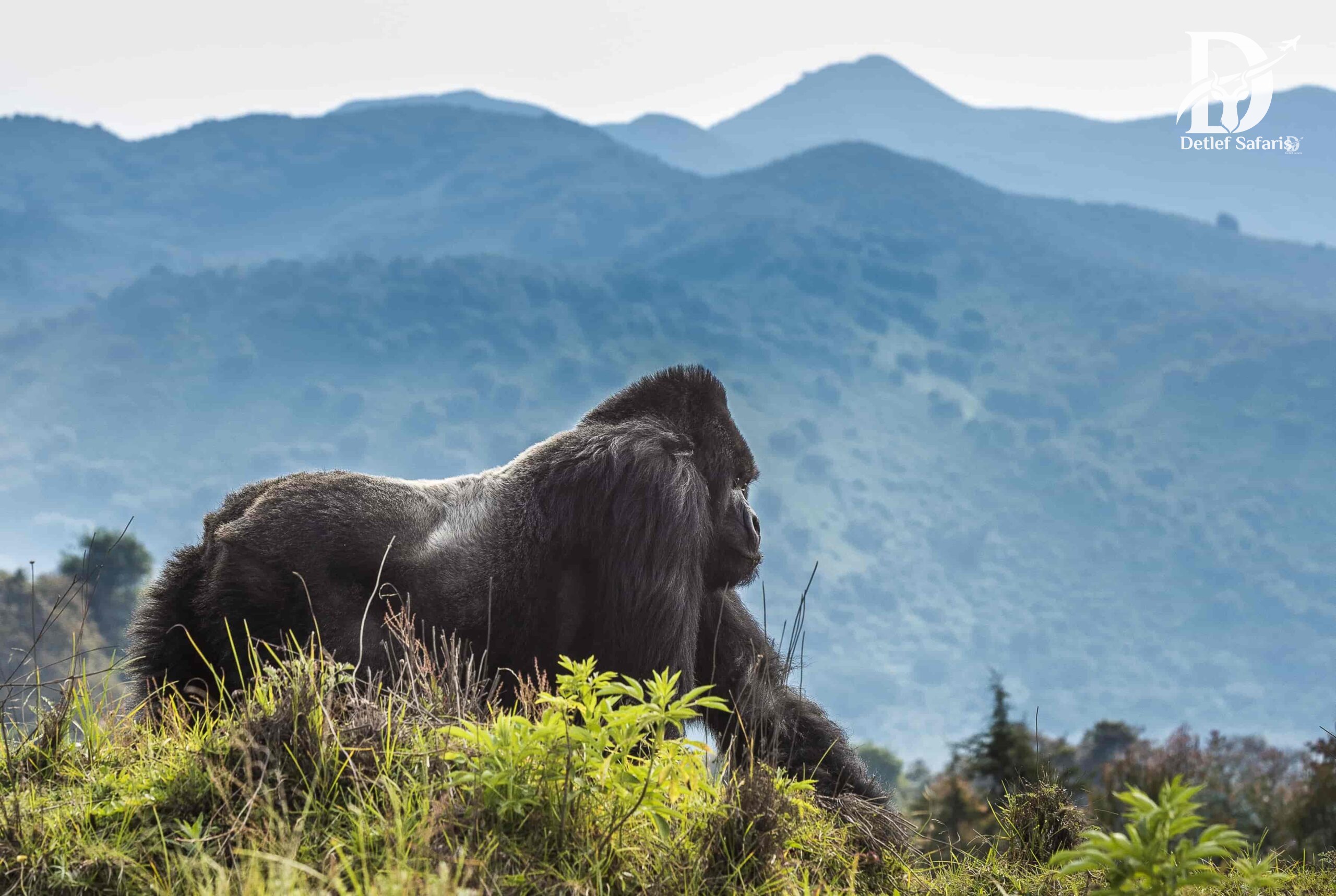 A mountain gorilla family in the misty forests of Volcanoes National Park, Rwanda