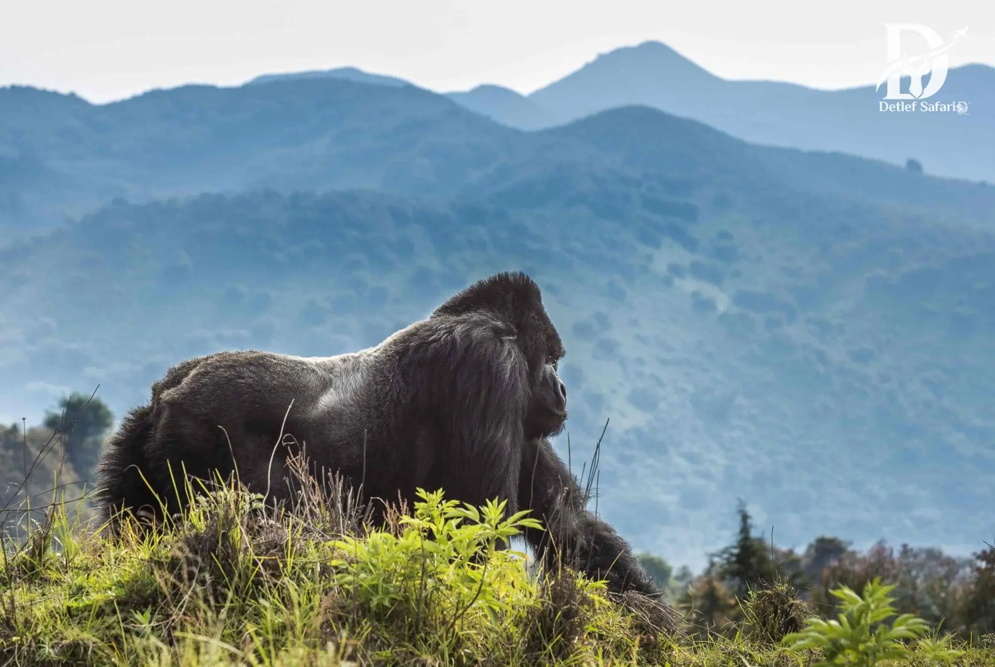 A mountain gorilla family in the misty forests of Volcanoes National Park, Rwanda