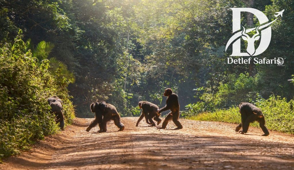 Uganda Gorilla