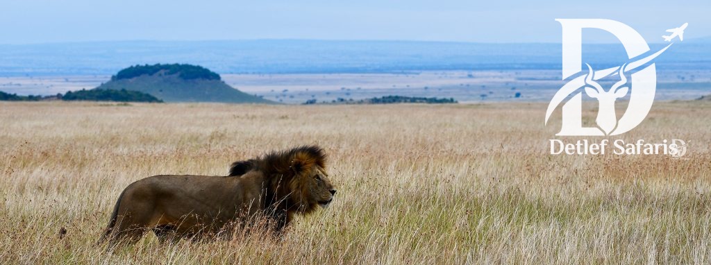Maasai Mara Game Reserve, Kenya