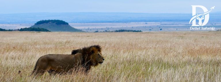 Maasai Mara
