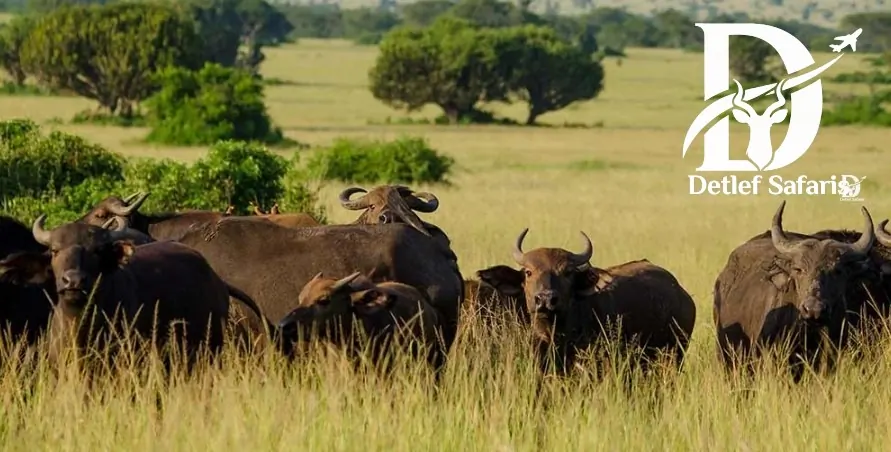 Savannah landscape of Queen Elizabeth National Park, Uganda