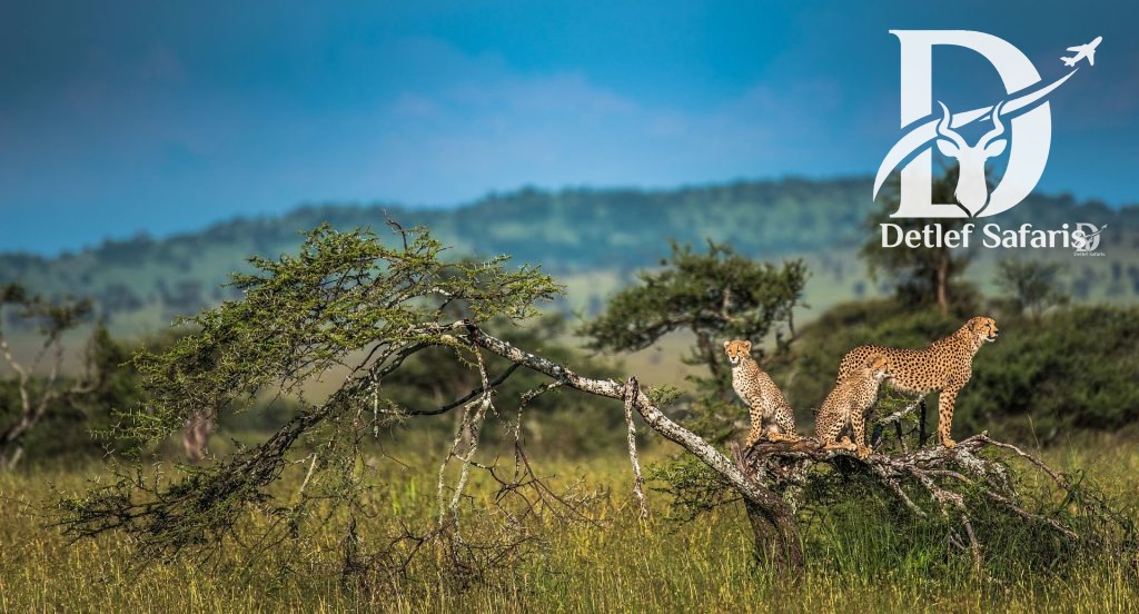 Serengeti National Park, Tanzania