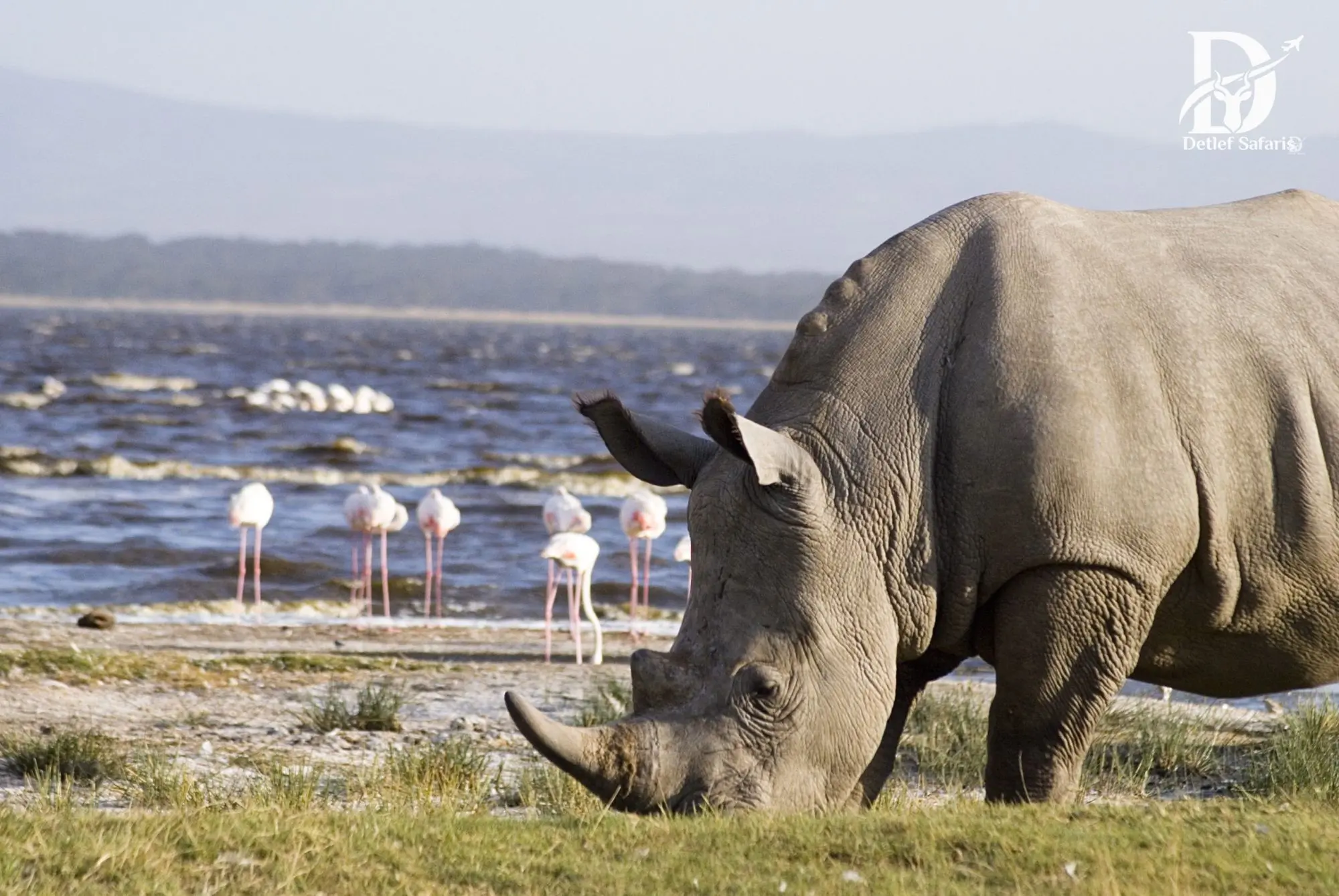 White rhino grazing with flamingos in the background, Lake Nakuru National Park