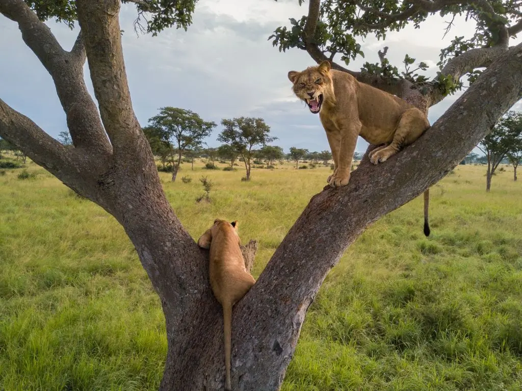 Young lion siblings climbing a fig tree on the savanna, Queen Elizabeth National Park