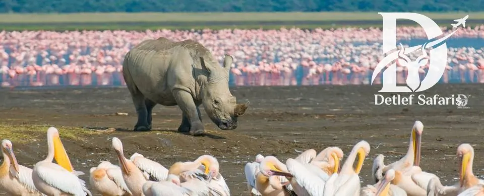 Rhino with flamingos and pelicans at Lake Nakuru National Park, Kenya