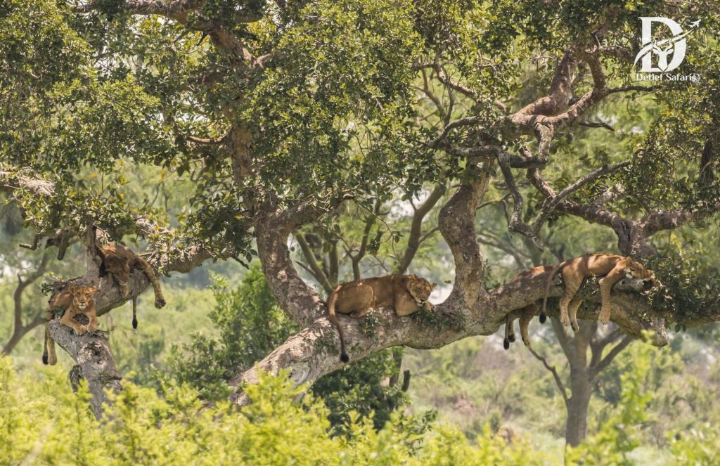Tree-Climbing Lions, Ishasha, Queen Elizabeth National Park