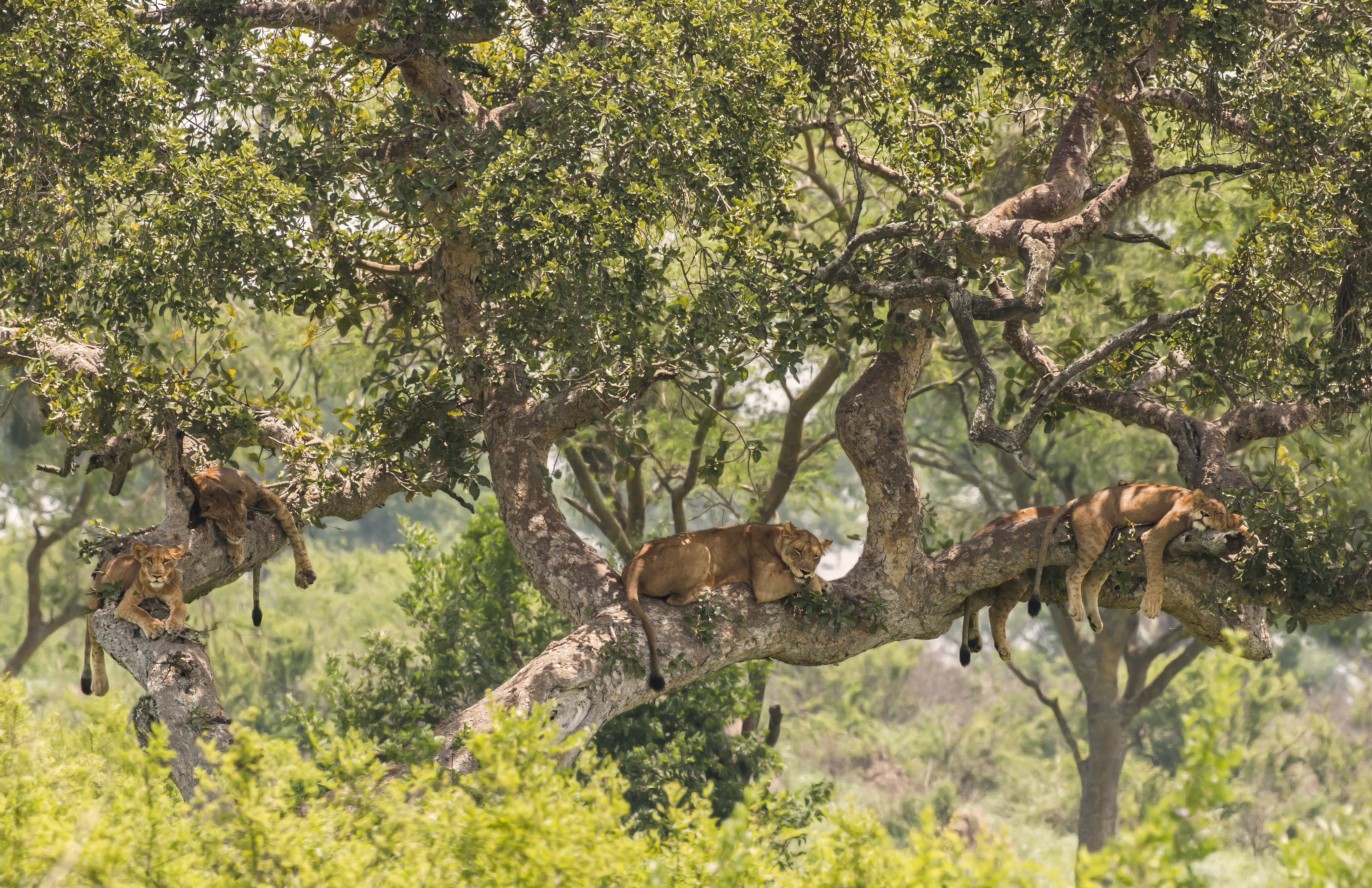 Tree-climbing lions resting in a fig tree, Queen Elizabeth National Park, Uganda