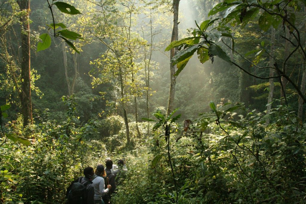Trekkers walking through misty forest in Bwindi Impenetrable National Park, Uganda