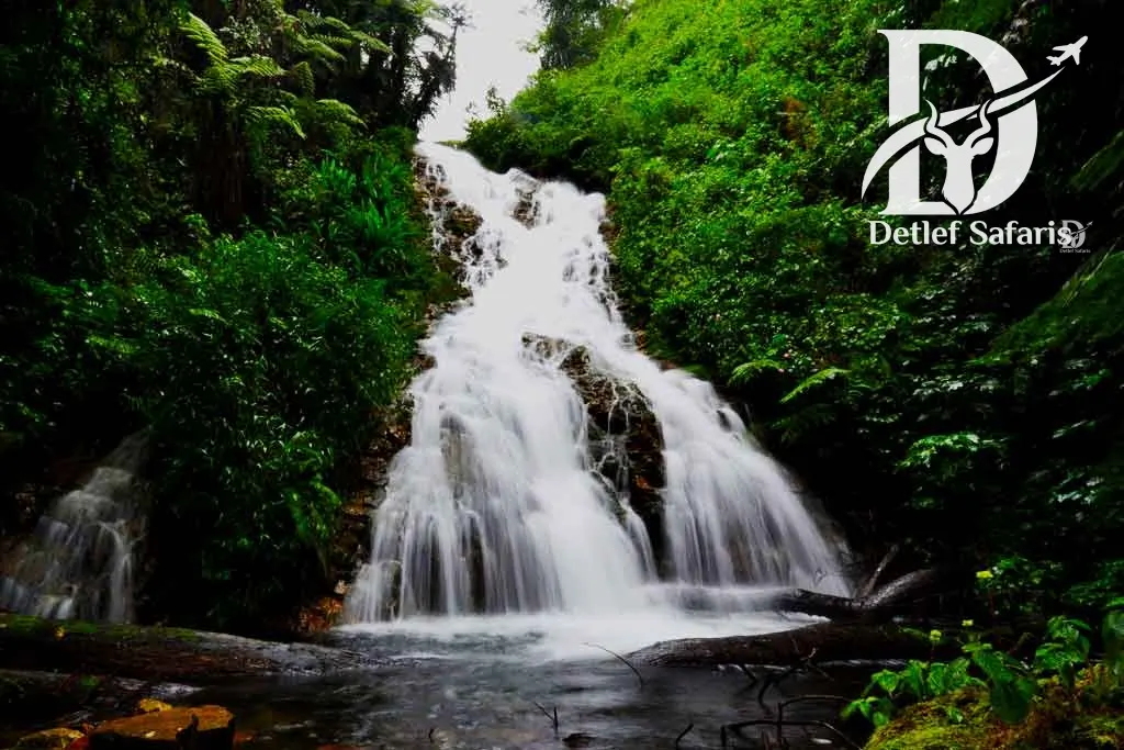 Bwindi Waterfall Nature Walk
