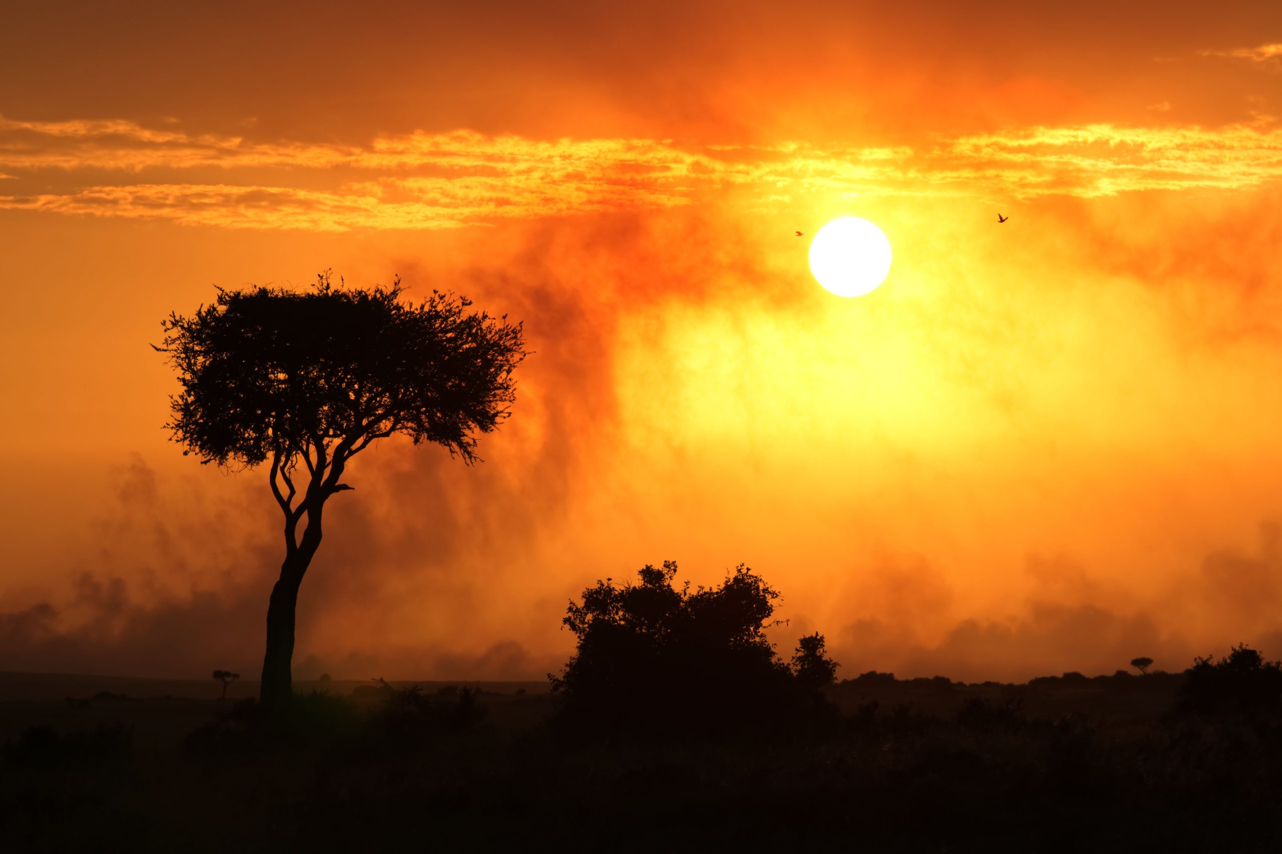 Silhouette of an acacia tree at sunset on the Maasai Mara