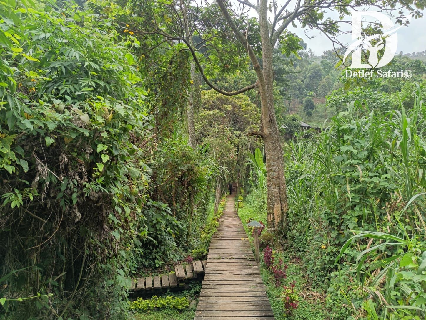 Walkway approaching a lodge in the Rwenzori foothills