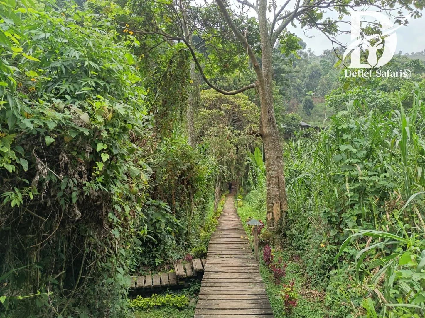 Walkway approaching a lodge in the Rwenzori foothills