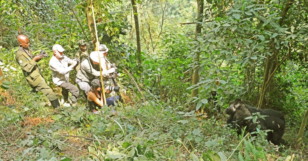 Guide and travelers observing a mountain gorilla in the forest during a trekking excursion