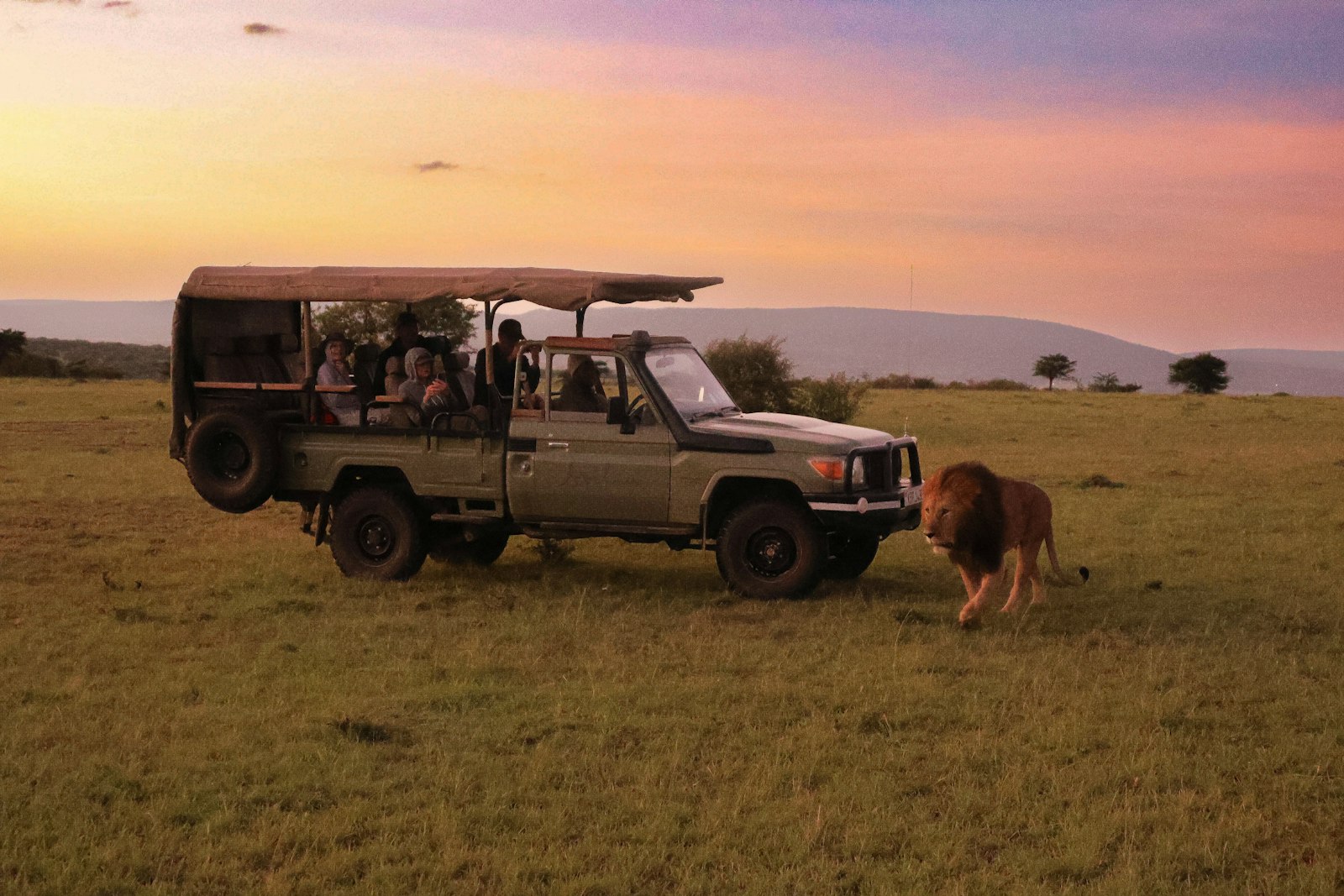 Safari vehicle on a game drive with a lion nearby at sunset, Maasai Mara, Kenya