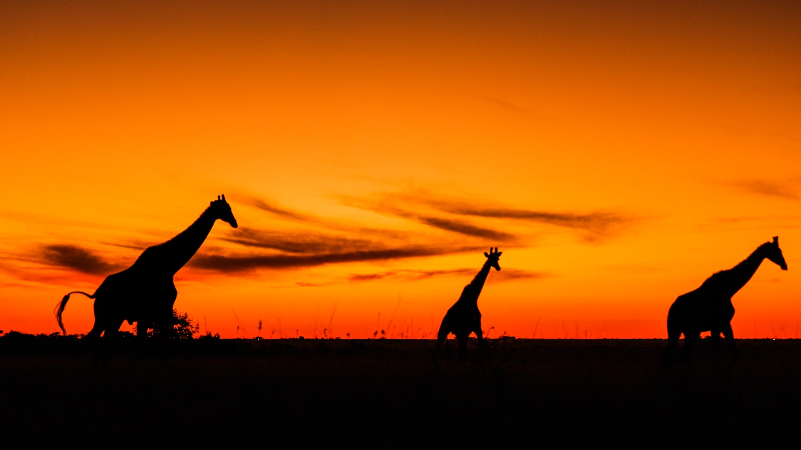 Giraffes silhouetted at sunset, Kenya