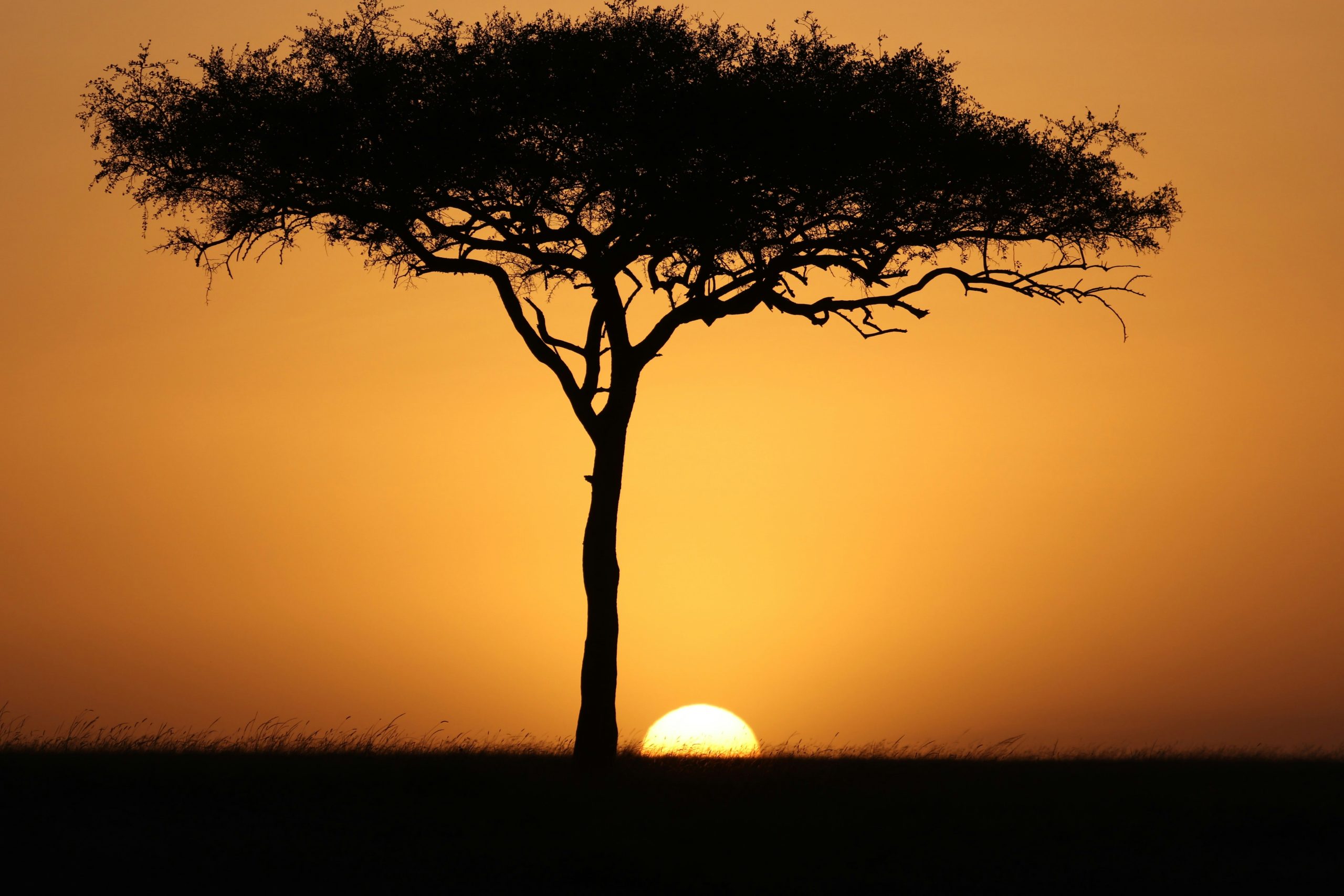 Lone acacia tree silhouetted against the sunset in the Maasai Mara, Kenya