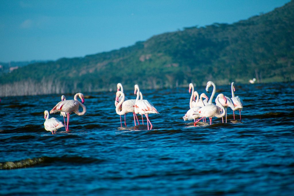 Kenya Park Lake Nakuru Flamingos