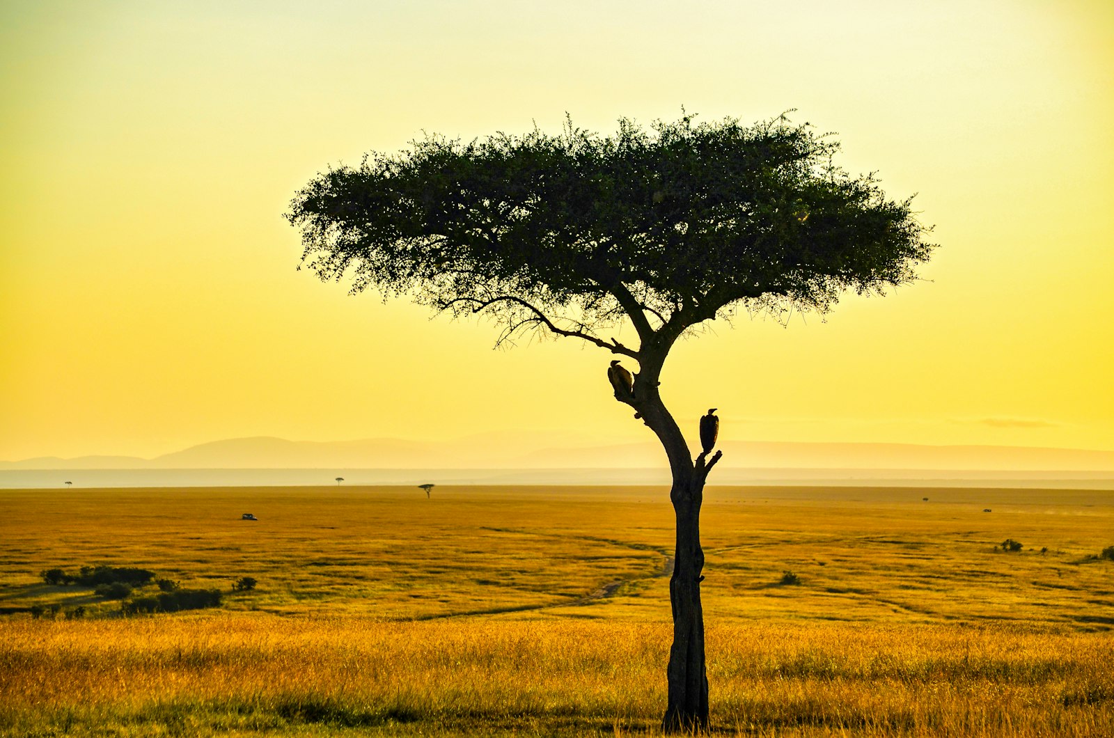 Maasai Mara