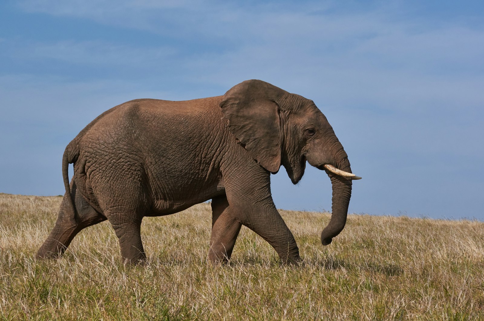 Tsavo National Park