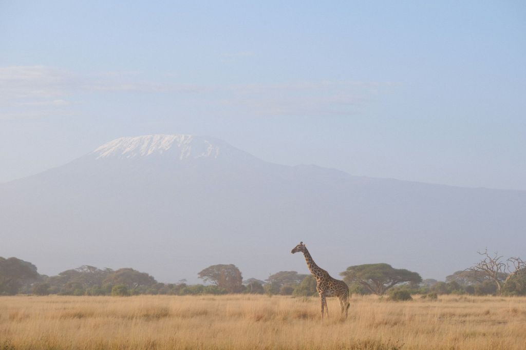 Giraffe on the plains of Amboseli with snow-capped Mount Kilimanjaro, Kenya